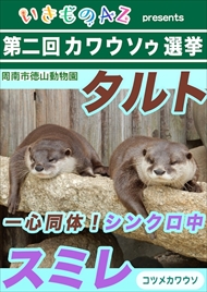 カワウソゥ選挙