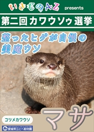 カワウソゥ選挙