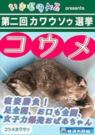 カワウソゥ選挙