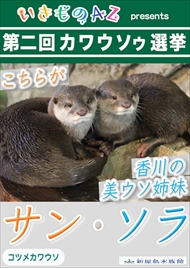 カワウソゥ選挙