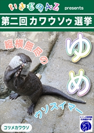 カワウソゥ選挙
