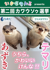 カワウソゥ選挙