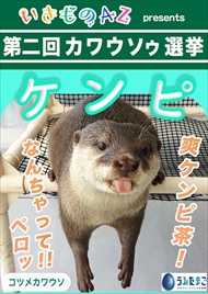 カワウソゥ選挙