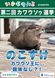 カワウソゥ選挙