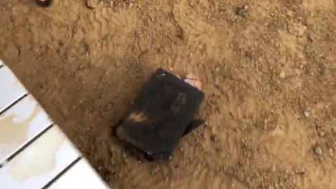 肉 キャンプ 地面 落とす 除草剤