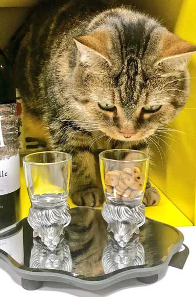 BAR 猫 マスター 晩酌