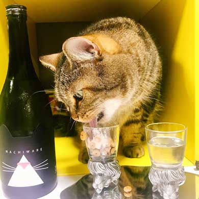 BAR 猫 マスター 晩酌