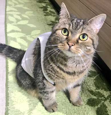 BAR 猫 マスター 晩酌