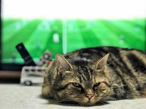 BAR 猫 マスター 晩酌