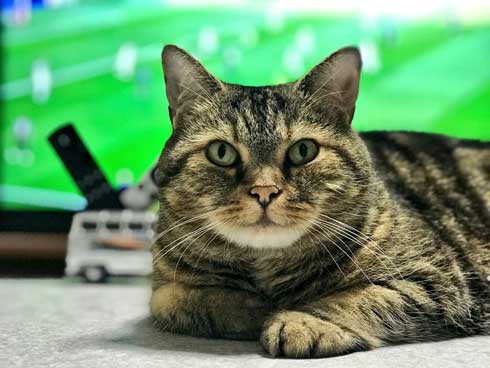 BAR 猫 マスター 晩酌