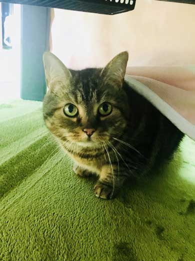 BAR 猫 マスター 晩酌