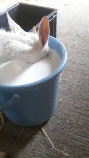 ヤギ ミルク 飲む 下手 顔入れすぎ