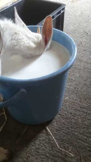 ヤギ ミルク 飲む 下手 顔入れすぎ