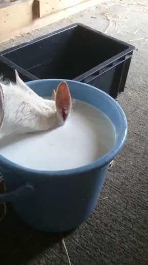 ヤギ ミルク 飲む 下手 顔入れすぎ