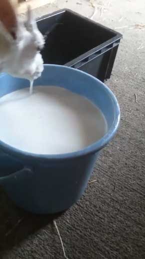 ヤギ ミルク 飲む 下手 顔入れすぎ