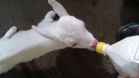 ヤギ ミルク 飲む 下手 顔入れすぎ