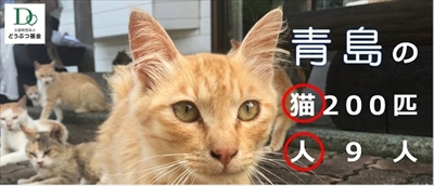 青島猫不妊手術