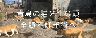 青島猫不妊手術