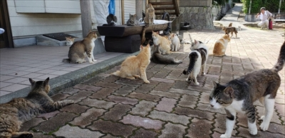 青島猫不妊手術