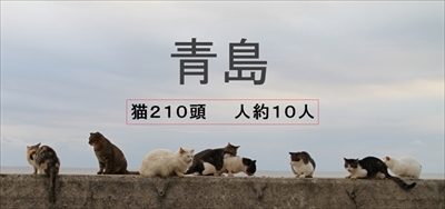 青島猫不妊手術