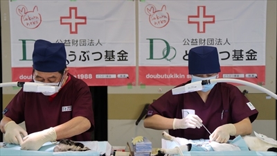 青島猫不妊手術