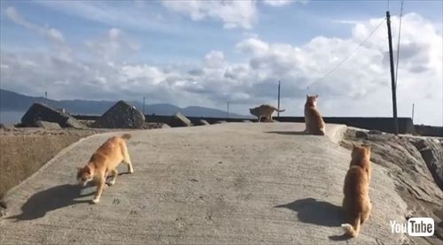 青島猫不妊手術