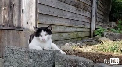 青島猫不妊手術