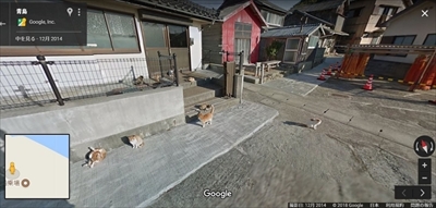 青島猫不妊手術