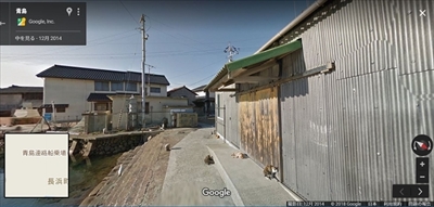 青島猫不妊手術