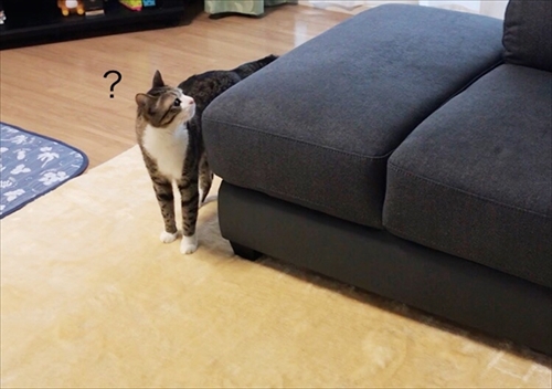 猫のすずめちゃん