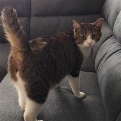 猫のすずめちゃん