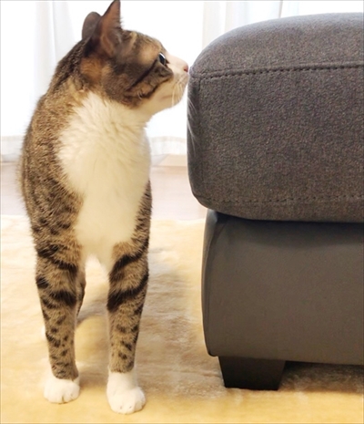 猫のすずめちゃん