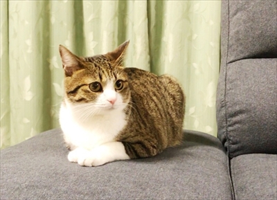 猫のすずめちゃん