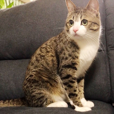 猫のすずめちゃん