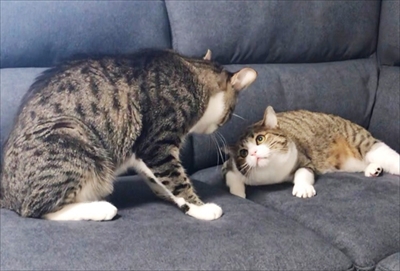 猫のすずめちゃん