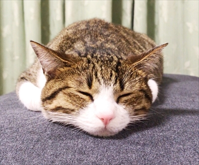 猫のすずめちゃん