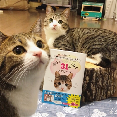 猫のすずめちゃん