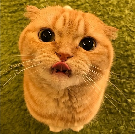 キラキラ⭐️　ひょっこり猫 カードガチャ キラキラサマーコレクション2025 ｜ Z/X