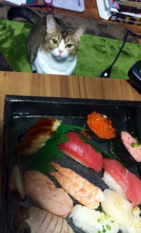 お手 おかわり 覚えた 猫 意思疎通