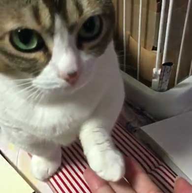 お手 おかわり 覚えた 猫 意思疎通