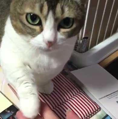 お手 おかわり 覚えた 猫 意思疎通