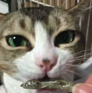 お手 おかわり 覚えた 猫 意思疎通