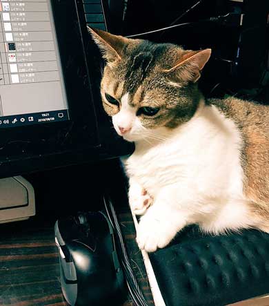 お手 おかわり 覚えた 猫 意思疎通