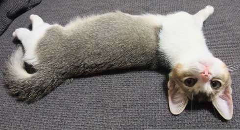 お手 おかわり 覚えた 猫 意思疎通