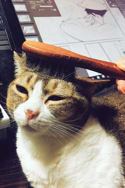 お手 おかわり 覚えた 猫 意思疎通