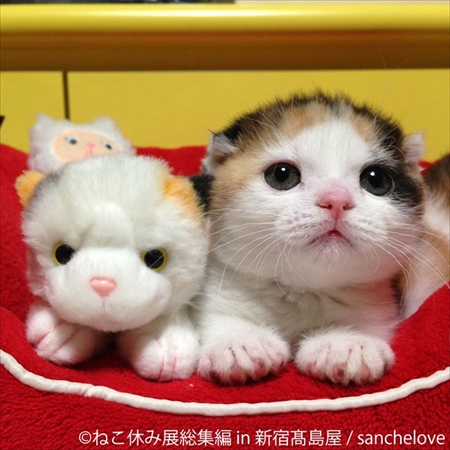 ねこ休み展　総集編