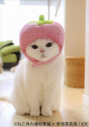 ねこ休み展　総集編