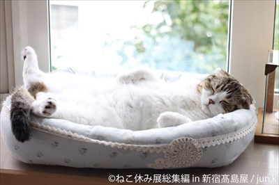 ねこ休み展　総集編