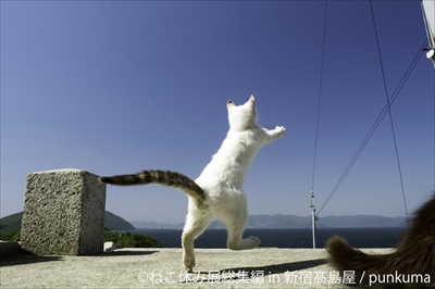 ねこ休み展　総集編