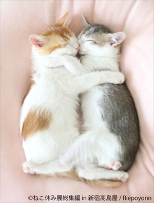 ねこ休み展　総集編